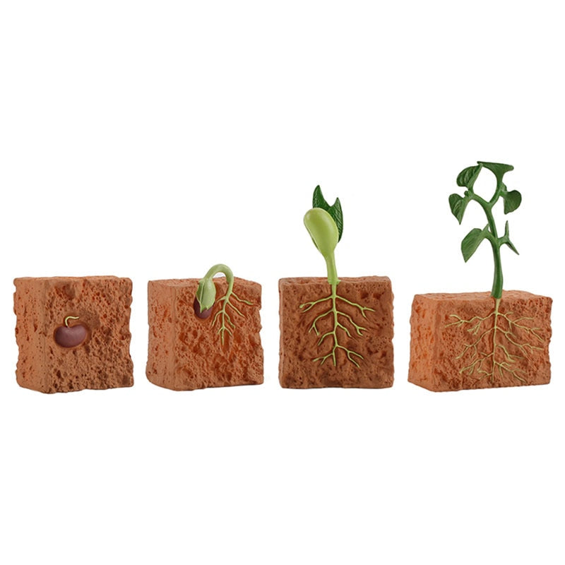Simulation Seed Plant Cycle Model Toy - Montessori Vision