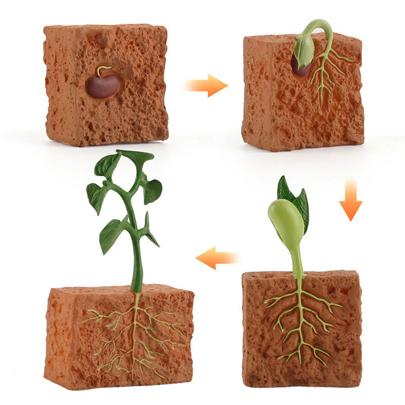 Simulation Seed Plant Cycle Model Toy - Montessori Vision