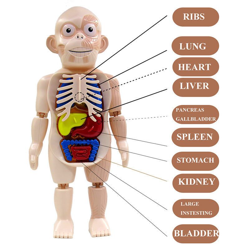 Human Body organs Puzzle - Kids Learning Puzzle | Montessori Vision