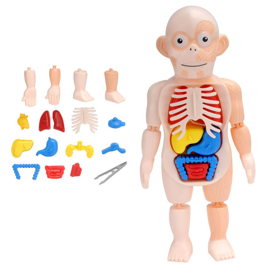 Montessori Human Body Organs Puzzle for Kids: A Journey into Learning Anatomy