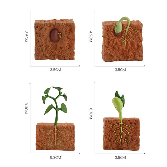 Simulation Seed Plant Cycle Model Toy - Montessori Vision