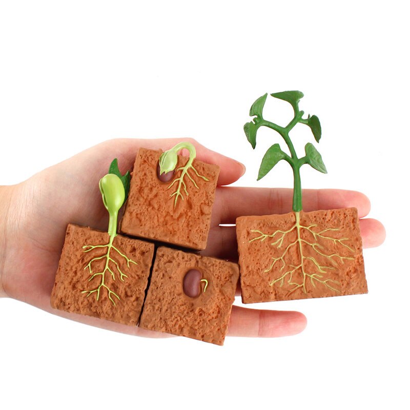 Simulation Seed Plant Cycle Model Toy - Montessori Vision