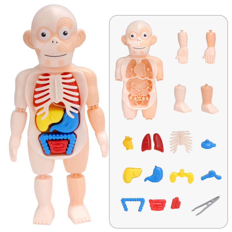 Human Body organs Puzzle - Kids Learning Puzzle | Montessori Vision