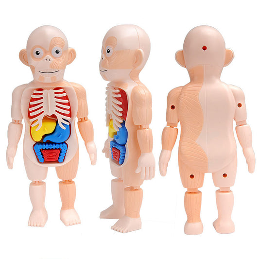 Human Body organs Puzzle - Kids Learning Puzzle | Montessori Vision