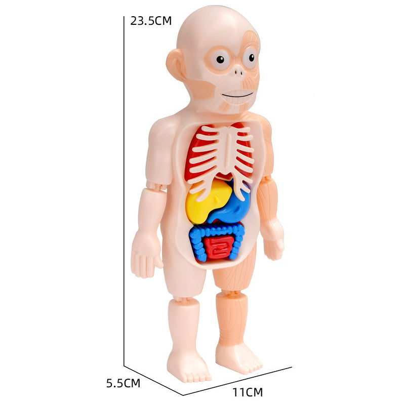 Human Body organs Puzzle - Kids Learning Puzzle | Montessori Vision